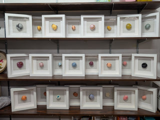 Specimen Studies: Original artwork by Bethany, sold individually